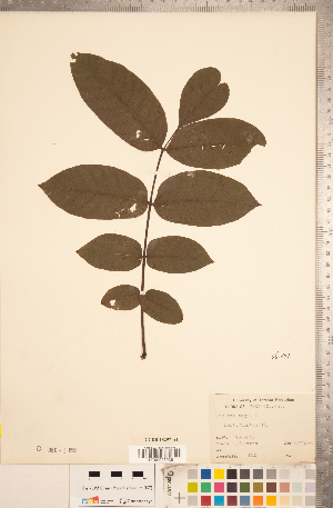  (Juglandaceae - CCDB-18297-A01)  @11 [ ] Copyright (2015) Deb Metsger Royal Ontario Museum