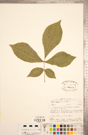  ( - CCDB-18297-H02)  @11 [ ] Copyright (2015) Deb Metsger Royal Ontario Museum