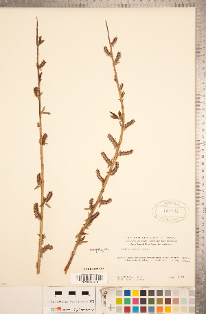  (Salix lutea - CCDB-18297-F03)  @11 [ ] Copyright (2015) Deb Metsger Royal Ontario Museum