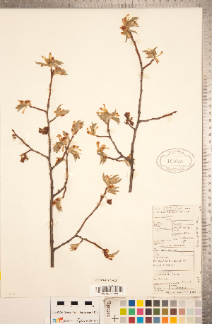  (Ulmus thomasii - CCDB-18297-C03)  @11 [ ] Copyright (2015) Deb Metsger Royal Ontario Museum