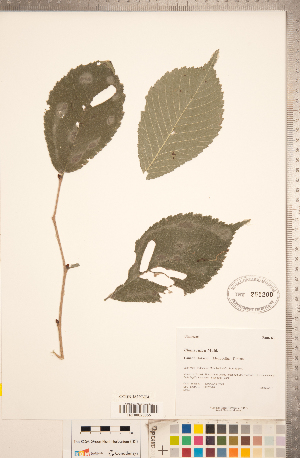  (Ulmus rubra - CCDB-18297-E04)  @11 [ ] Copyright (2015) Deb Metsger Royal Ontario Museum