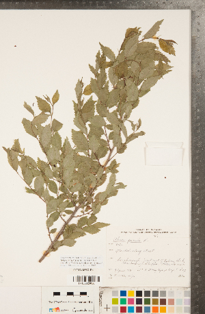  (Ulmus pumila - CCDB-18297-D04)  @11 [ ] Copyright (2015) Deb Metsger Royal Ontario Museum