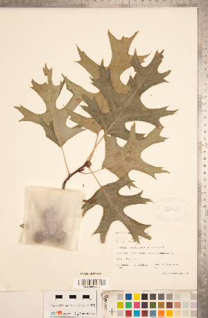  (Quercus shumardii - CCDB-18297-H06)  @11 [ ] Copyright (2015) Deb Metsger Royal Ontario Museum