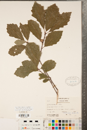  (Quercus prinoides - CCDB-18297-F06)  @11 [ ] Copyright (2015) Deb Metsger Royal Ontario Museum