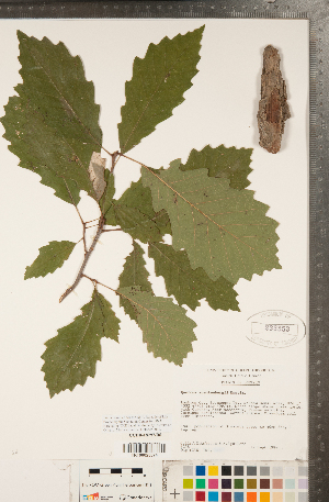  (Quercus muehlenbergii - CCDB-18297-B06)  @11 [ ] Copyright (2015) Deb Metsger Royal Ontario Museum