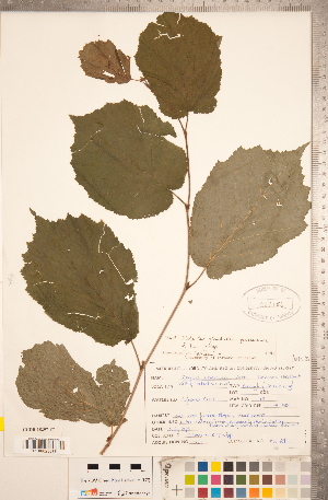  (Corylus americana - CCDB-18297-F07)  @11 [ ] Copyright (2015) Deb Metsger Royal Ontario Museum