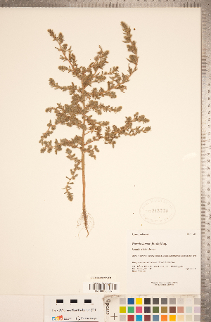  (Bassia scoparia - CCDB-18297-F08)  @11 [ ] Copyright (2015) Deb Metsger Royal Ontario Museum