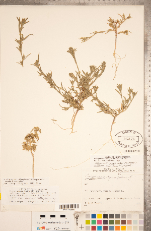  (Corispermum hookeri - CCDB-18297-D09)  @11 [ ] Copyright (2015) Deb Metsger Royal Ontario Museum