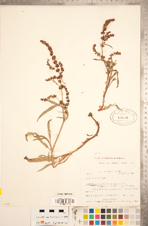  (Rumex subarcticus - CCDB-18297-D10)  @11 [ ] Copyright (2015) Deb Metsger Royal Ontario Museum