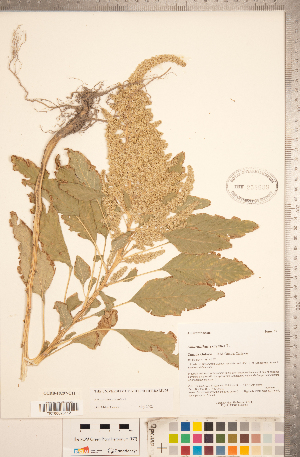  (Amaranthus cruentus - CCDB-18297-C11)  @11 [ ] Copyright (2015) Deb Metsger Royal Ontario Museum