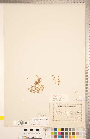  ( - CCDB-18302-F01)  @11 [ ] Copyright (2015) Deb Metsger Royal Ontario Museum