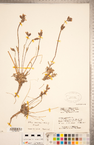  ( - CCDB-18302-C02)  @11 [ ] Copyright (2015) Deb Metsger Royal Ontario Museum