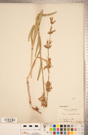  (Silene scouleri - CCDB-18302-B02)  @11 [ ] Copyright (2015) Deb Metsger Royal Ontario Museum