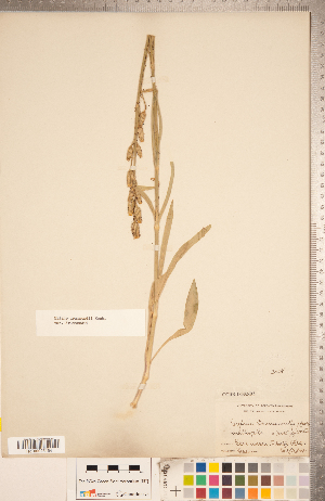  (Silene drummondii subsp. drummondii - CCDB-18302-D03)  @11 [ ] Copyright (2015) Deb Metsger Royal Ontario Museum
