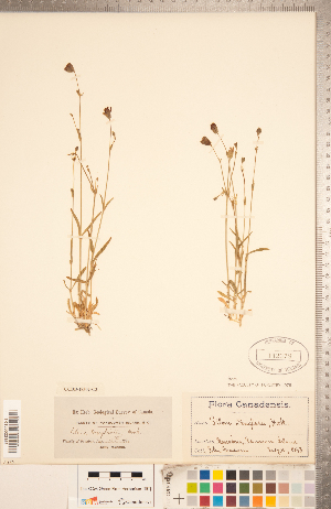  (Silene douglasii - CCDB-18302-C03)  @11 [ ] Copyright (2015) Deb Metsger Royal Ontario Museum
