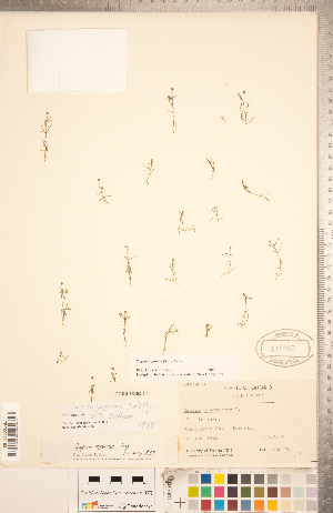  ( - CCDB-18302-C04)  @11 [ ] Copyright (2015) Deb Metsger Royal Ontario Museum