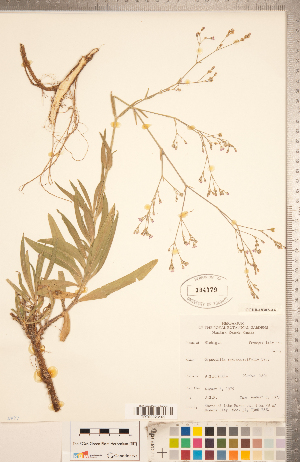  (Gypsophila scorzonerifolia - CCDB-18302-A04)  @11 [ ] Copyright (2015) Deb Metsger Royal Ontario Museum