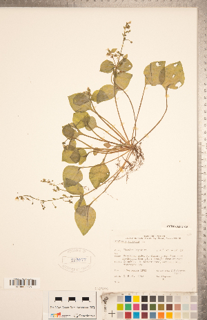  ( - CCDB-18302-G06)  @11 [ ] Copyright (2015) Deb Metsger Royal Ontario Museum