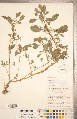  (Amaranthus blitum ssp. emarginatus - CCDB-18302-A07)  @11 [ ] Copyright (2015) Deb Metsger Royal Ontario Museum