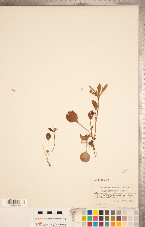  (Ranunculus inamoenus - CCDB-18302-E10)  @11 [ ] Copyright (2015) Deb Metsger Royal Ontario Museum