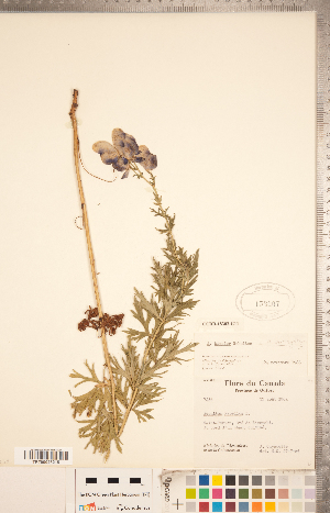  (Aconitum bicolor - CCDB-18302-G11)  @11 [ ] Copyright (2015) Deb Metsger Royal Ontario Museum