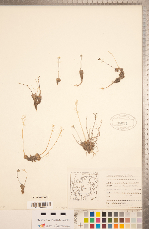  (Draba arctogena - CCDB-18304-H01)  @11 [ ] Copyright (2015) Deb Metsger Royal Ontario Museum