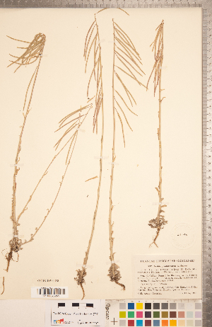  (Boechera pendulocarpa - CCDB-18304-D05)  @11 [ ] Copyright (2015) Deb Metsger Royal Ontario Museum