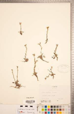  (Boechera lyallii - CCDB-18304-C05)  @11 [ ] Copyright (2015) Deb Metsger Royal Ontario Museum