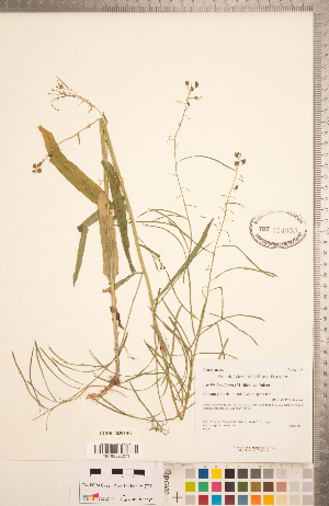  (Borodinia laevigata - CCDB-18304-F06)  @11 [ ] Copyright (2015) Deb Metsger Royal Ontario Museum