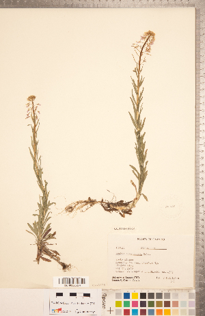  (Boechera divaricarpa - CCDB-18304-C06)  @11 [ ] Copyright (2015) Deb Metsger Royal Ontario Museum