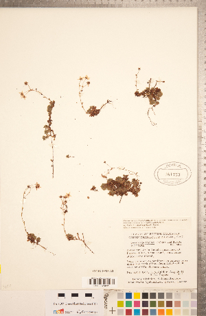  (Saxifraga taylori - CCDB-18313-A02)  @11 [ ] Copyright (2015) Deb Metsger Royal Ontario Museum