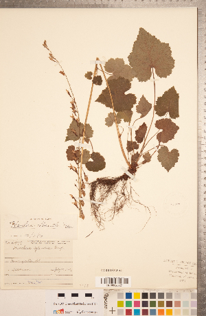  (Heuchera chlorantha - CCDB-18313-A05)  @11 [ ] Copyright (2015) Deb Metsger Royal Ontario Museum