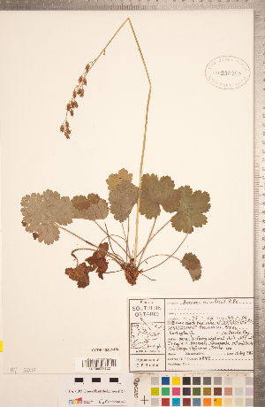  (Heuchera richardsonii - CCDB-18313-H06)  @11 [ ] Copyright (2015) Deb Metsger Royal Ontario Museum