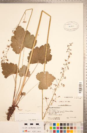  (Heuchera americana - CCDB-18313-D06)  @11 [ ] Copyright (2015) Deb Metsger Royal Ontario Museum