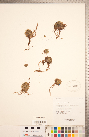  (Sempervivum tectorum - CCDB-18313-F08)  @11 [ ] Copyright (2015) Deb Metsger Royal Ontario Museum