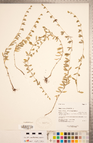  (Sedum sarmentosum - CCDB-18313-G09)  @11 [ ] Copyright (2015) Deb Metsger Royal Ontario Museum