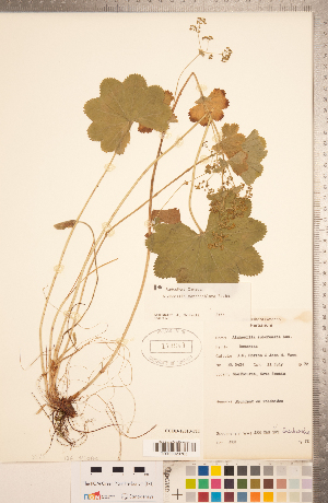  (Alchemilla xanthochlora - CCDB-18313-F11)  @11 [ ] Copyright (2015) Deb Metsger Royal Ontario Museum