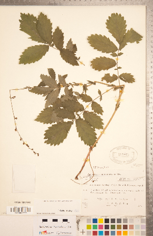  ( - CCDB-18313-B12)  @11 [ ] Copyright (2015) Deb Metsger Royal Ontario Museum