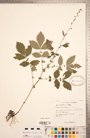  ( - CCDB-18317-F01)  @11 [ ] Copyright (2015) Deb Metsger Royal Ontario Museum