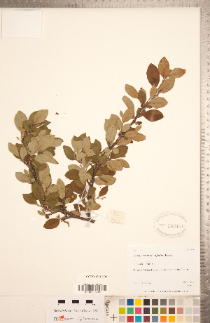  ( - CCDB-18317-D01)  @11 [ ] Copyright (2015) Deb Metsger Royal Ontario Museum
