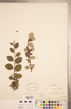  (Cotoneaster laxiflorus - CCDB-18317-D02)  @11 [ ] Copyright (2015) Deb Metsger Royal Ontario Museum
