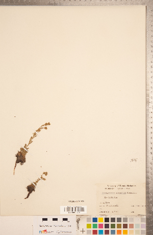  (Chamaerhodos - CCDB-18317-B02)  @11 [ ] Copyright (2015) Deb Metsger Royal Ontario Museum