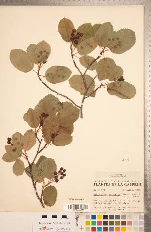  (Amelanchier gaspensis - CCDB-18317-F04)  @11 [ ] Copyright (2015) Deb Metsger Royal Ontario Museum