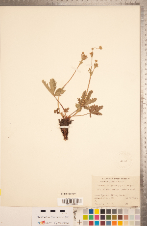  (Potentilla glaucophylla - CCDB-18317-F05)  @11 [ ] Copyright (2015) Deb Metsger Royal Ontario Museum