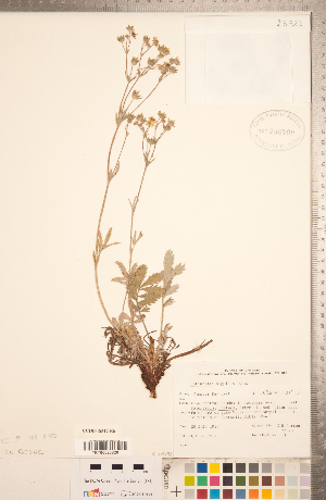  (Potentilla hippiana - CCDB-18317-E06)  @11 [ ] Copyright (2015) Deb Metsger Royal Ontario Museum