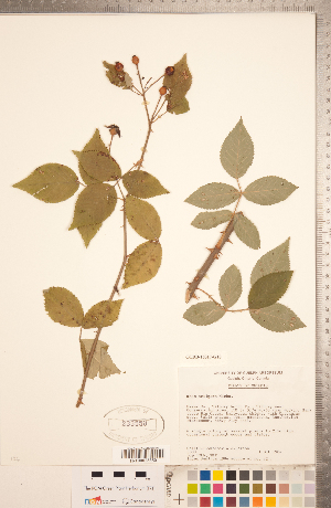  (Rosa setigera - CCDB-18317-G10)  @11 [ ] Copyright (2015) Deb Metsger Royal Ontario Museum