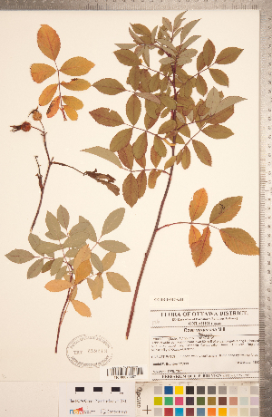  (Rosa virginiana - CCDB-18317-G11)  @11 [ ] Copyright (2015) Deb Metsger Royal Ontario Museum