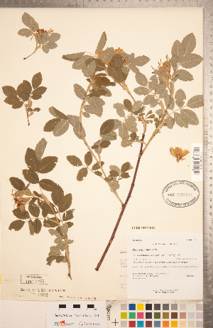  ( - CCDB-18317-D12)  @11 [ ] Copyright (2015) Deb Metsger Royal Ontario Museum