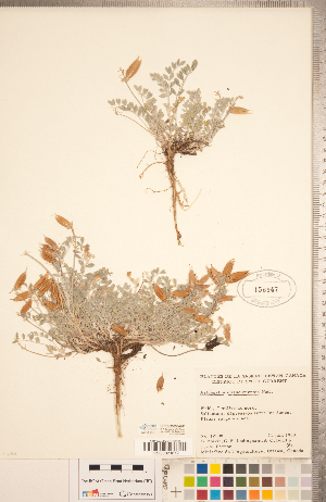  (Astragalus missouriensis - CCDB-20330-G01)  @11 [ ] Copyright (2015) Deb Metsger Royal Ontario Museum