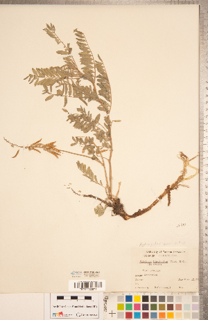  (Astragalus bisulcatus - CCDB-20330-E01)  @11 [ ] Copyright (2015) Deb Metsger Royal Ontario Museum